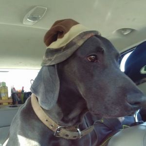 Meet your Posher, Nick